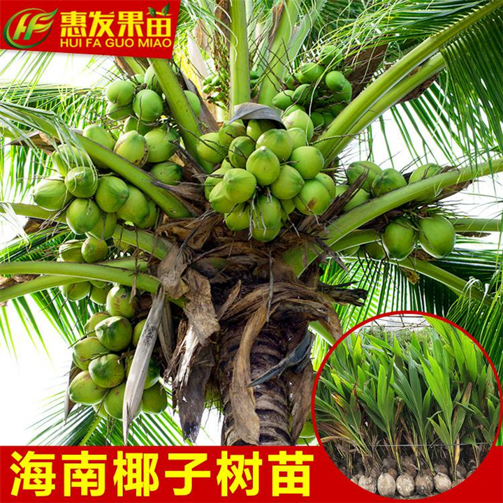 广东果苗，广东海南椰子苗，海南椰子苗 