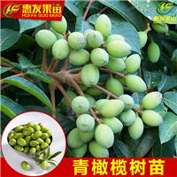 青橄榄苗（黄橄榄苗）—广东青橄榄苗基地 