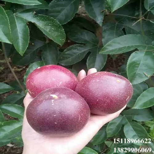 增城台农1号百香果苗，增城百香果苗，增城果苗 