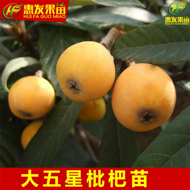 广东枇杷苗批发，广东枇杷苗，东莞枇杷苗 