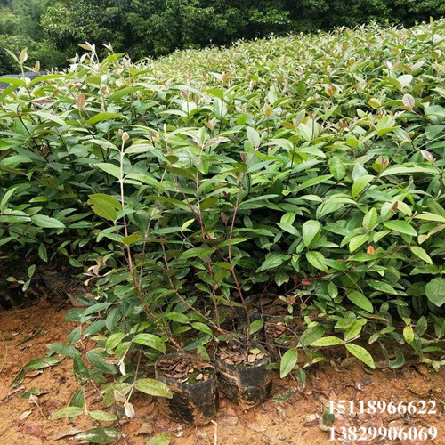 广东果苗，广东捻子苗，惠州捻子苗 