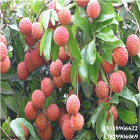 大亚湾桂味荔枝苗，淡水桂味荔枝苗 