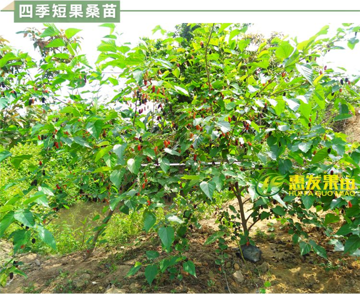 广东台湾果桑苗，广东短果桑苗，广东果桑苗 