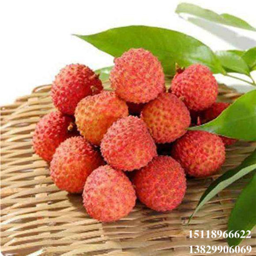 广东桂味荔枝苗，惠州桂味荔枝苗，荔枝苗 