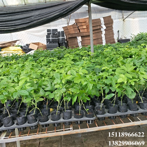 广东台农1号百香果苗，广东百香果苗，广东果苗 