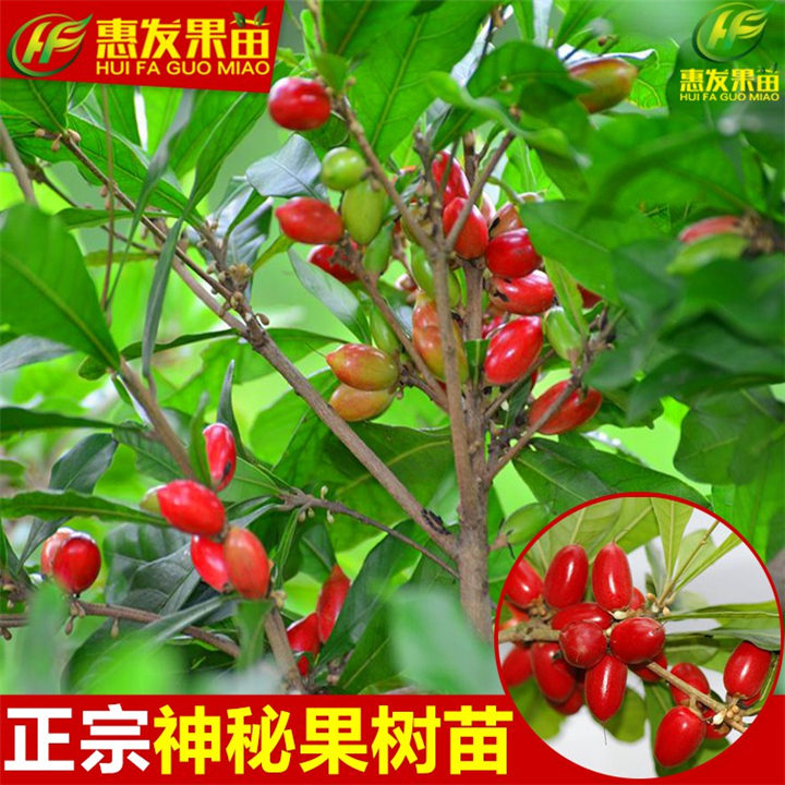 增城神秘果苗，广州神秘果苗，广东神秘果苗 