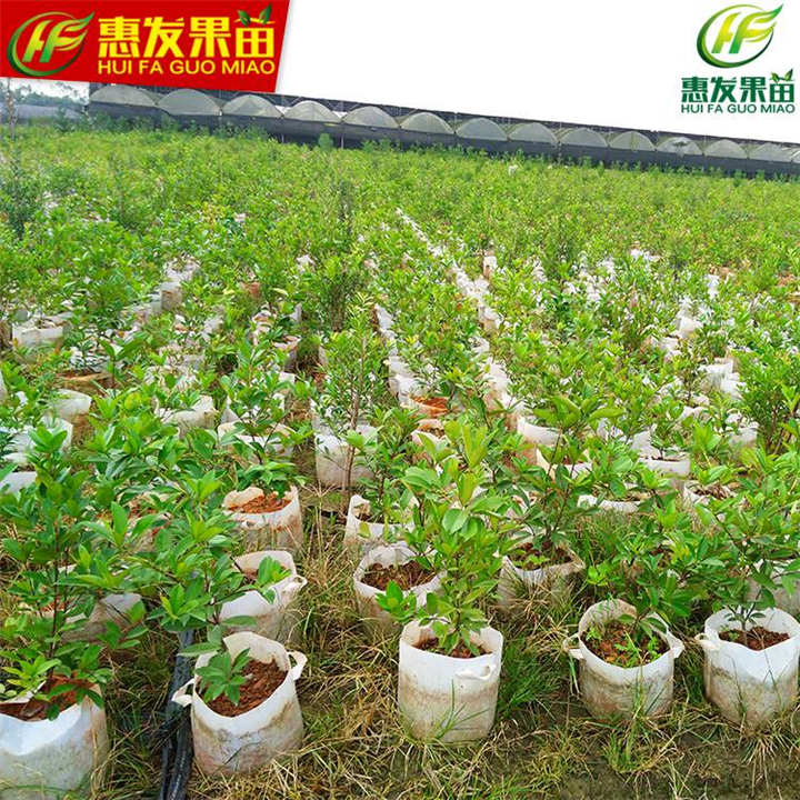 淡水巴西甜樱桃苗，淡水车厘子苗，淡水果苗场 