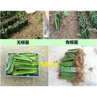 大亚湾火龙果苗，淡水火龙果苗，淡水果苗 