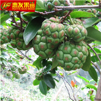 淡水果苗场@淡水老虎果苗批发 