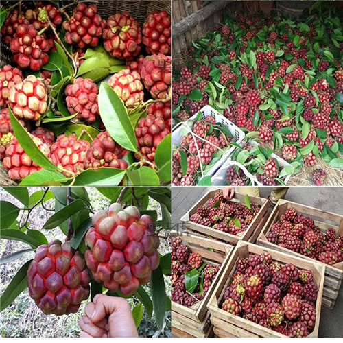 深圳长寿果老虎果苗基地