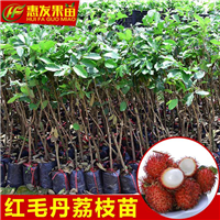 广州红毛丹荔枝苗，增城红毛丹荔枝苗，增城果苗 