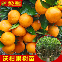 广东沃柑苗价格，广东沃柑苗，广东果苗 