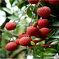广州桂味荔枝苗，增城桂味荔枝苗，广东果苗 
