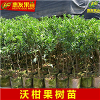 广东沃柑苗，惠州沃柑苗，惠州柑橘苗 