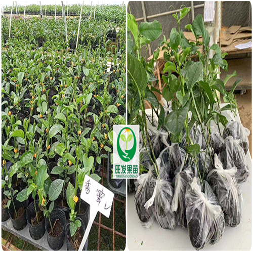 深圳香蜜百香果苗