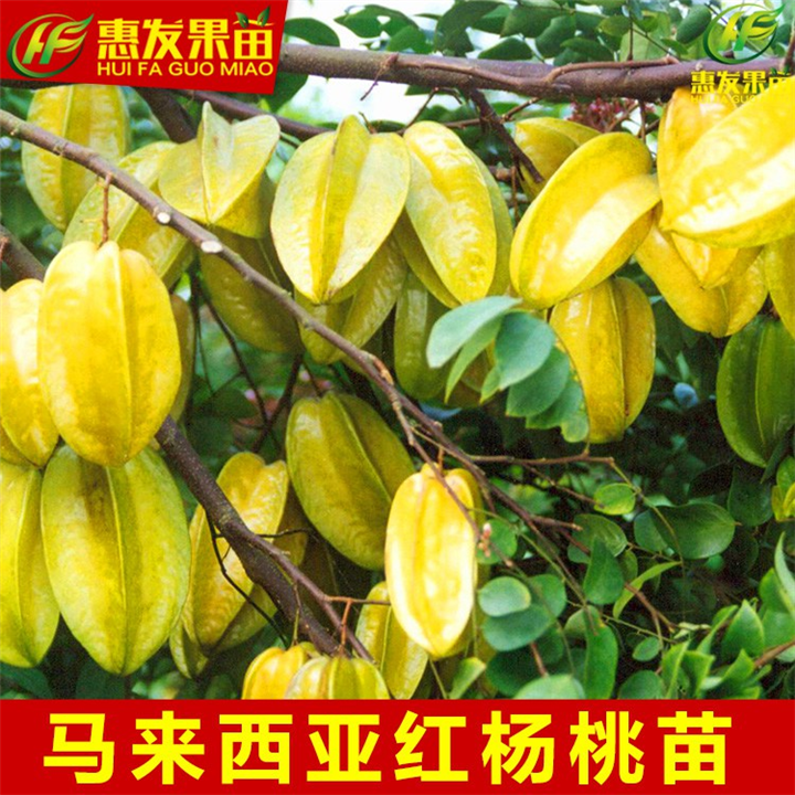 广东果苗，惠州果苗，淡水杨桃苗 