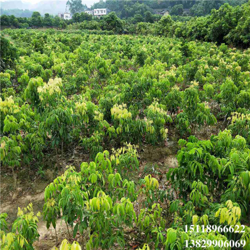 增城妃子笑荔枝苗，增城荔枝苗，增城果苗 