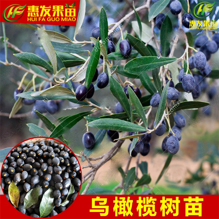 乌榄苗（黑榄苗）_惠州乌榄苗_惠州果苗 