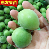 广东青梅苗基地，广东青梅苗，广东果苗 