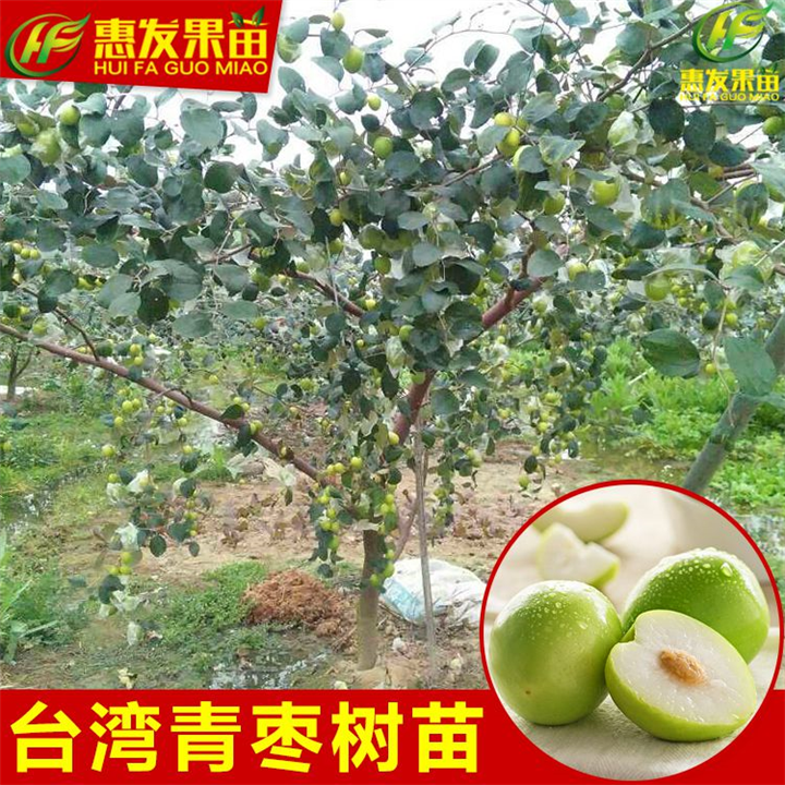 深圳台湾青枣苗，深圳青枣苗，深圳果树苗 