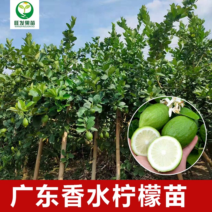 惠州香水柠檬苗