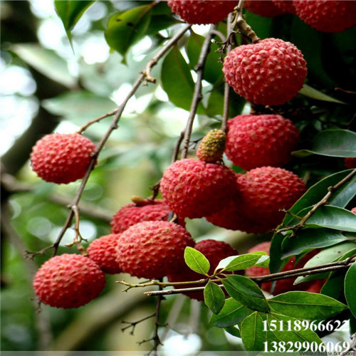 广州桂味荔枝苗，增城桂味荔枝苗，广东果苗 