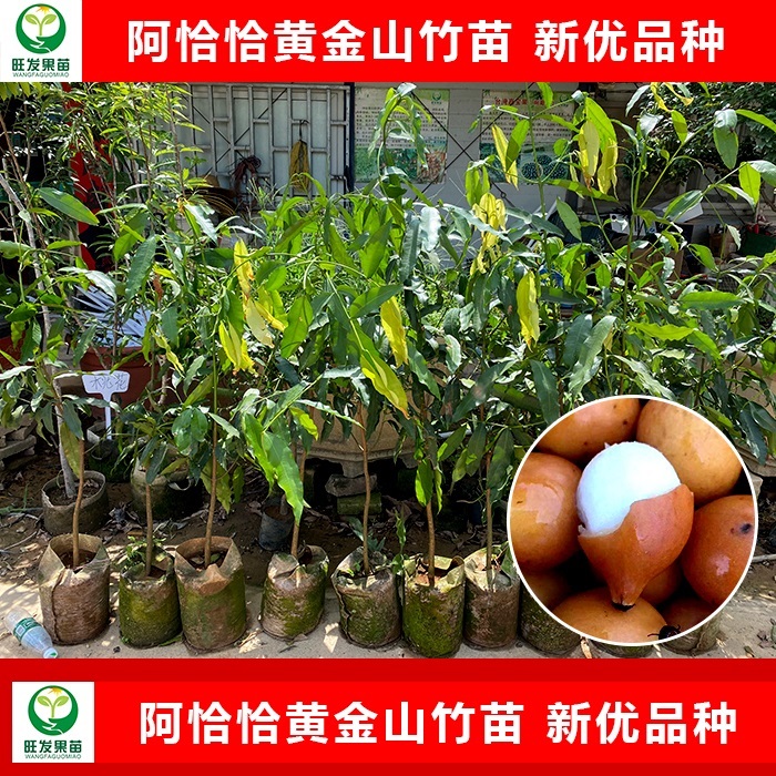 广东阿恰恰黄金山竹苗