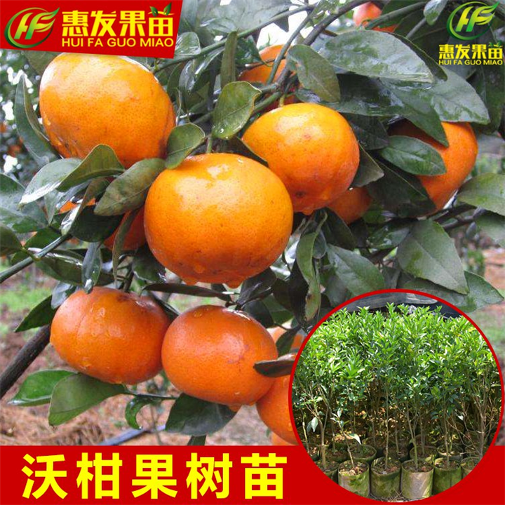 东莞沃柑苗，深圳沃柑苗，广东果苗场 