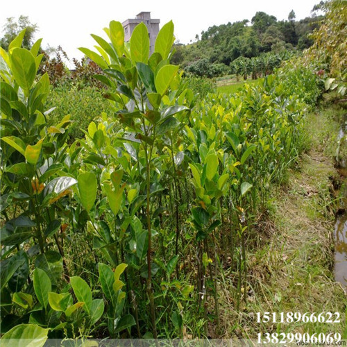 海南菠萝蜜苗价格，海南菠萝蜜苗基地 