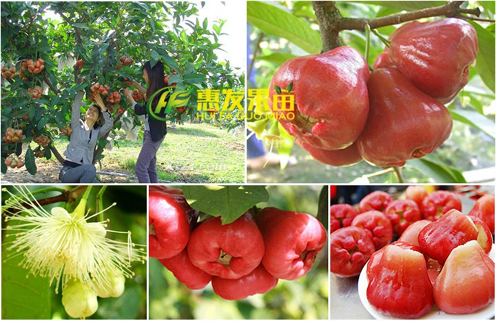 增城黑珍珠莲雾苗，增城莲雾苗，增城果苗 