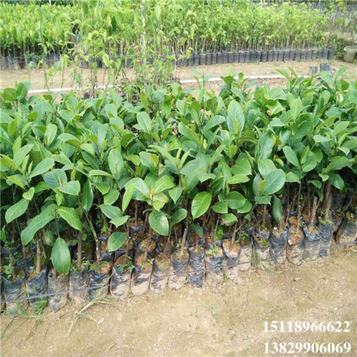 增城榴莲菠萝蜜苗，增城菠萝蜜苗，增城果树苗 
