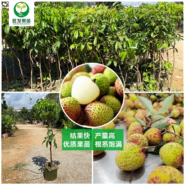 河源观音绿荔枝苗
