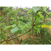 广东四季长果桑苗，广东长果桑苗，广东果桑苗 