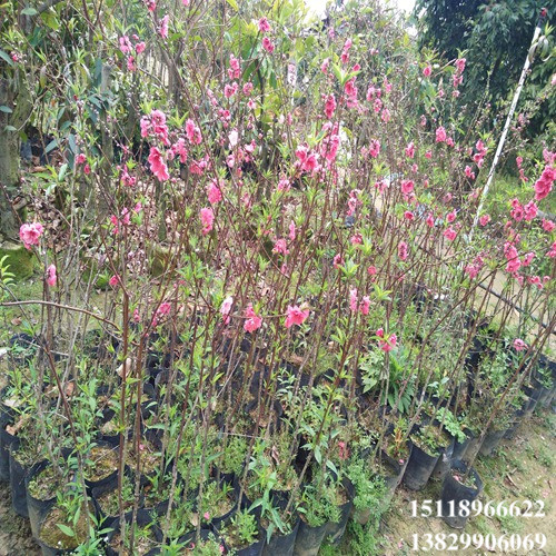增城桃花苗，广州桃花苗，广东桃花苗嫁接苗 