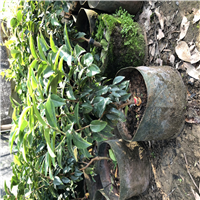 河源艾斯卡嘉宝果苗基地