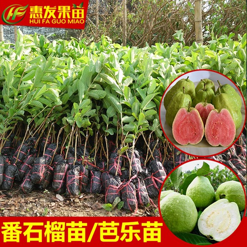 广东台湾珍珠番石榴苗，广东珍珠番石榴苗，广东番石榴苗 