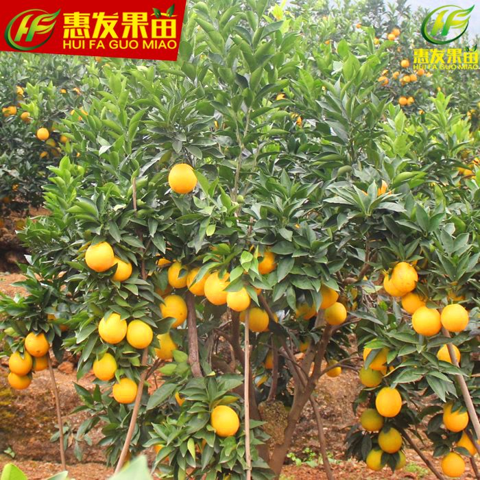 淡水橙子苗批发，淡水橙子苗，淡水果苗 