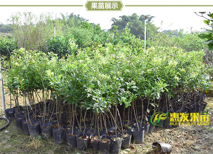 大亚湾杨梅苗，淡水杨梅苗，淡水果苗 