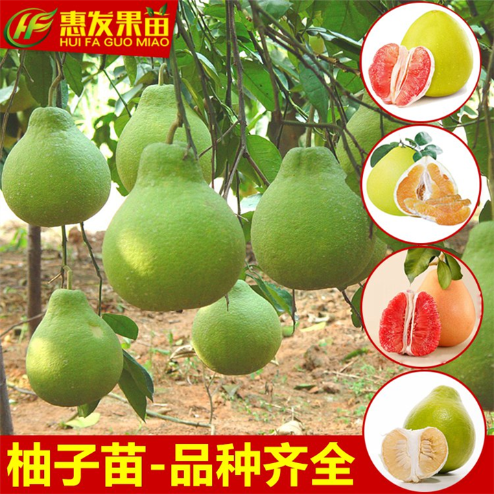 淡水红肉蜜柚苗，惠州红肉蜜柚苗，惠州果苗 