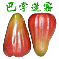 惠州香水巴掌莲雾苗，惠州莲雾苗，惠州果树苗 