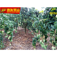 惠州台农一号芒果苗，惠州芒果苗，惠州果苗 
