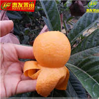 哪里有枇杷苗卖？广东枇杷苗，出售枇杷苗 