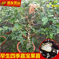 增城嘉宝果苗批发，增城嘉宝果苗，增城果苗 