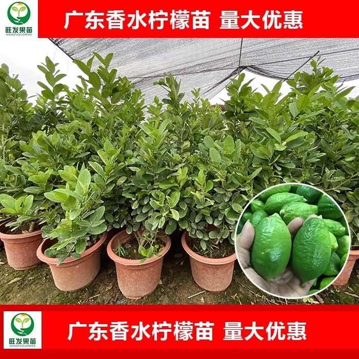 广东香水柠檬苗