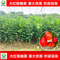 大红袍柚苗
