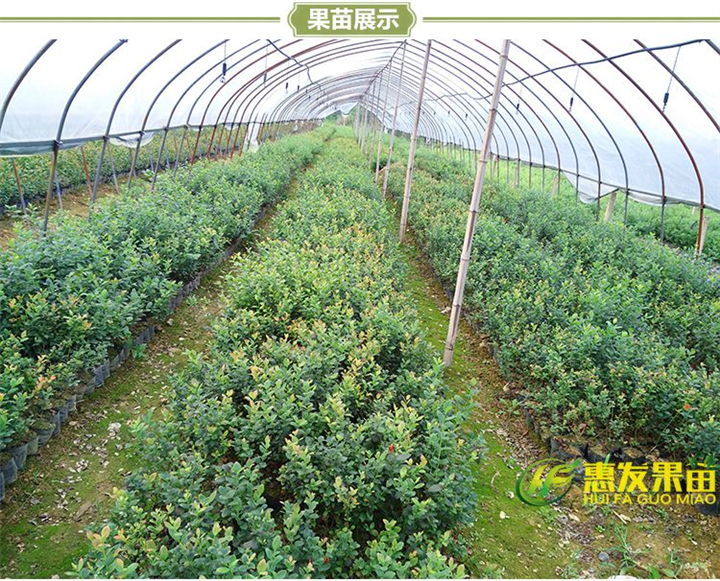 广东蓝莓苗，淡水蓝莓苗，大亚湾蓝莓苗 