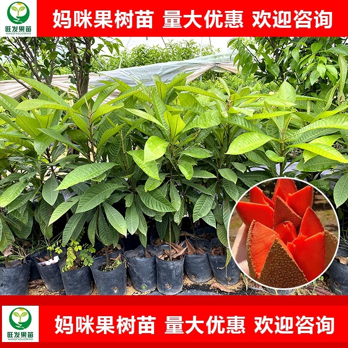 妈咪果苗