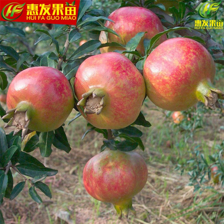 增城石榴苗，广州石榴苗，广东石榴苗基地 