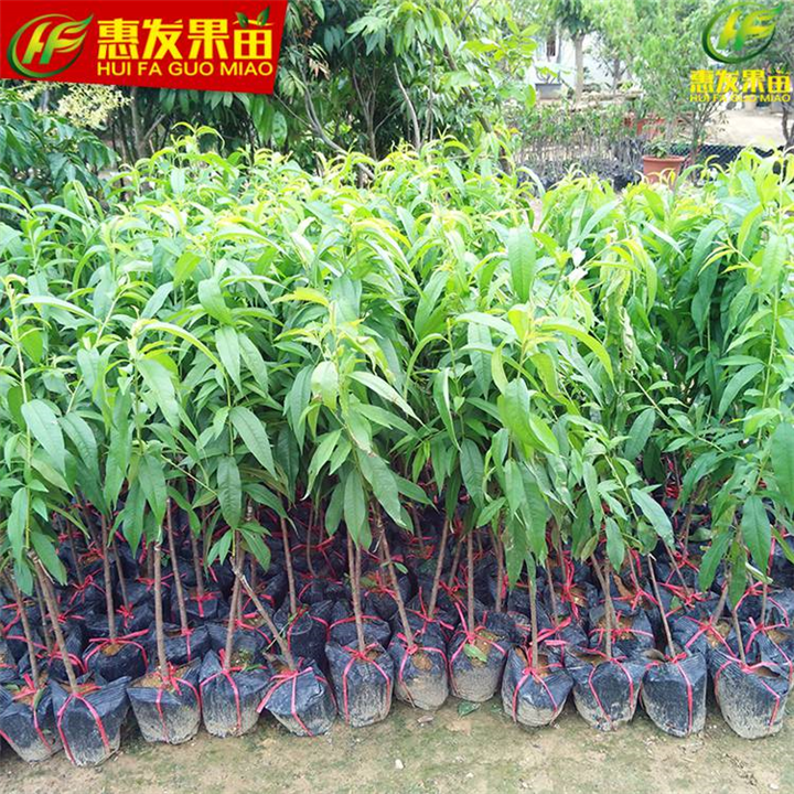 增城三月红桃苗，广州三月红桃苗，广东果苗 