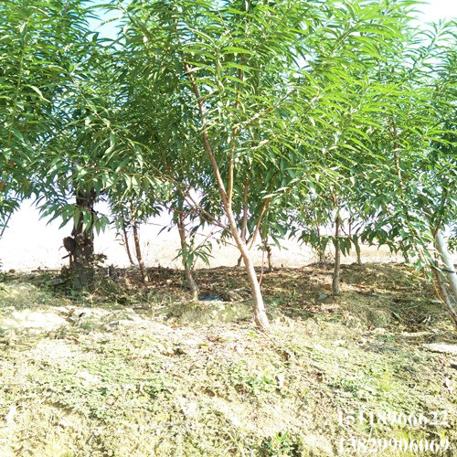 广东桃花苗批发，惠州桃花苗、博罗桃花苗 